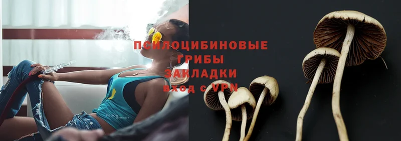 Псилоцибиновые грибы Psilocybe  Льгов 